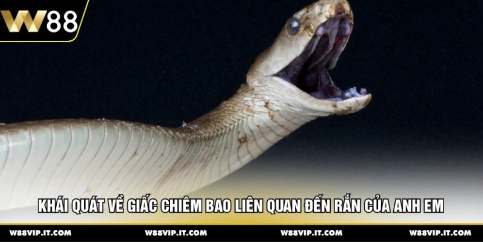 Khái quát về giấc chiêm bao liên quan đến rắn của anh em 